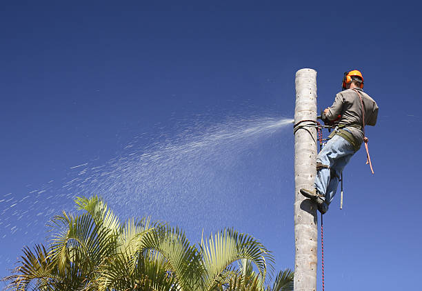 Best Leaf Removal  in Hull, IA