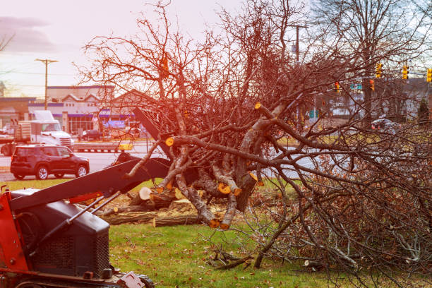 Best Tree Trimming and Pruning  in Hull, IA