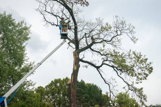 Best Root Management and Removal  in Hull, IA