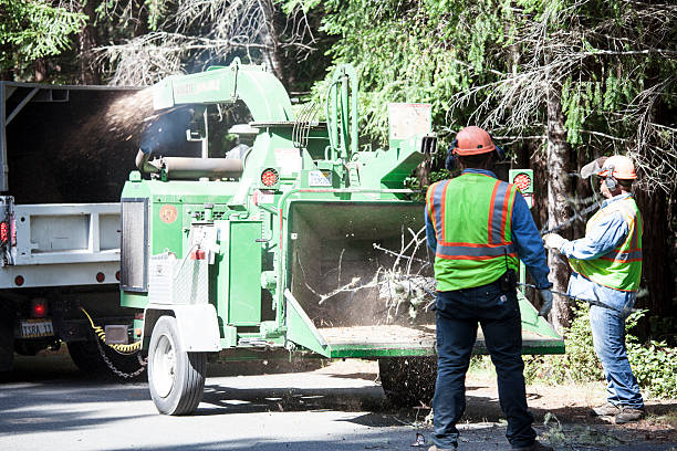 How Our Tree Care Process Works  in  Hull, IA