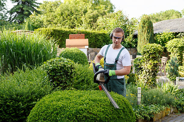 Best Lawn Grading and Leveling  in Hull, IA